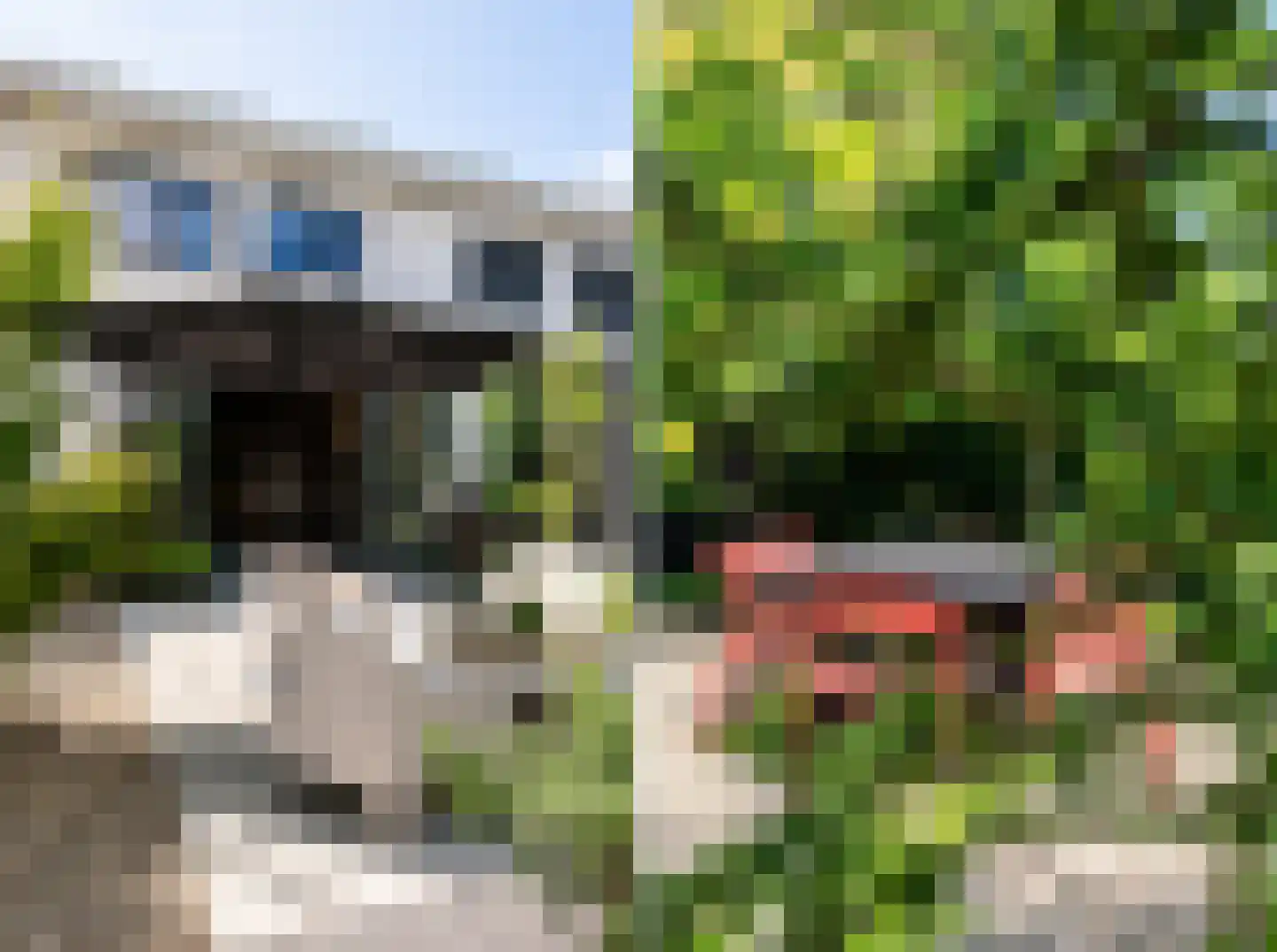 Penningkruid 5 Berghem thumbnail 29