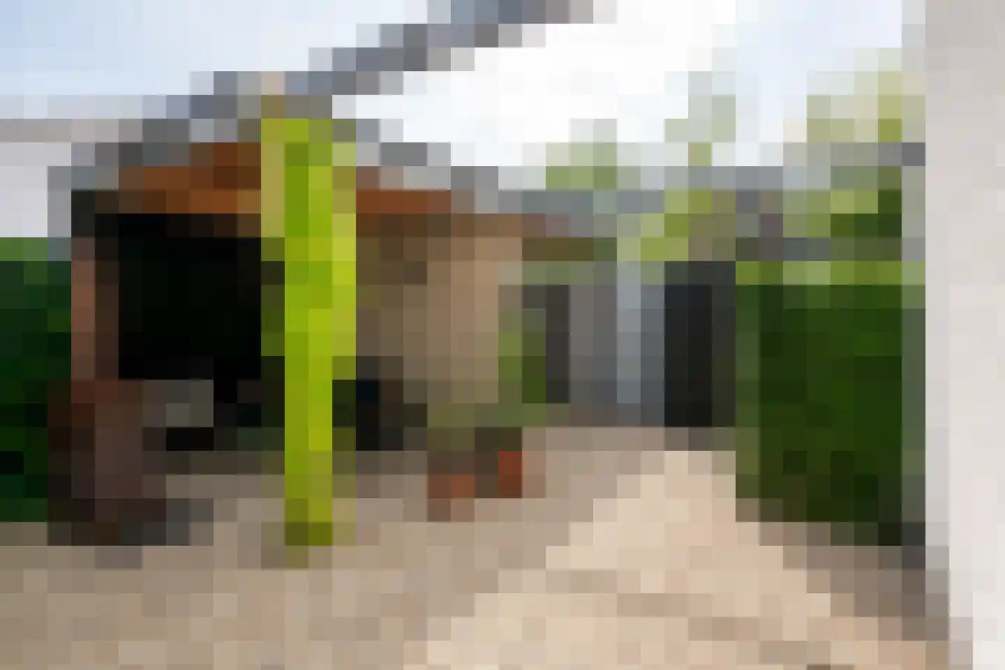 Penningkruid 5 Berghem thumbnail 30