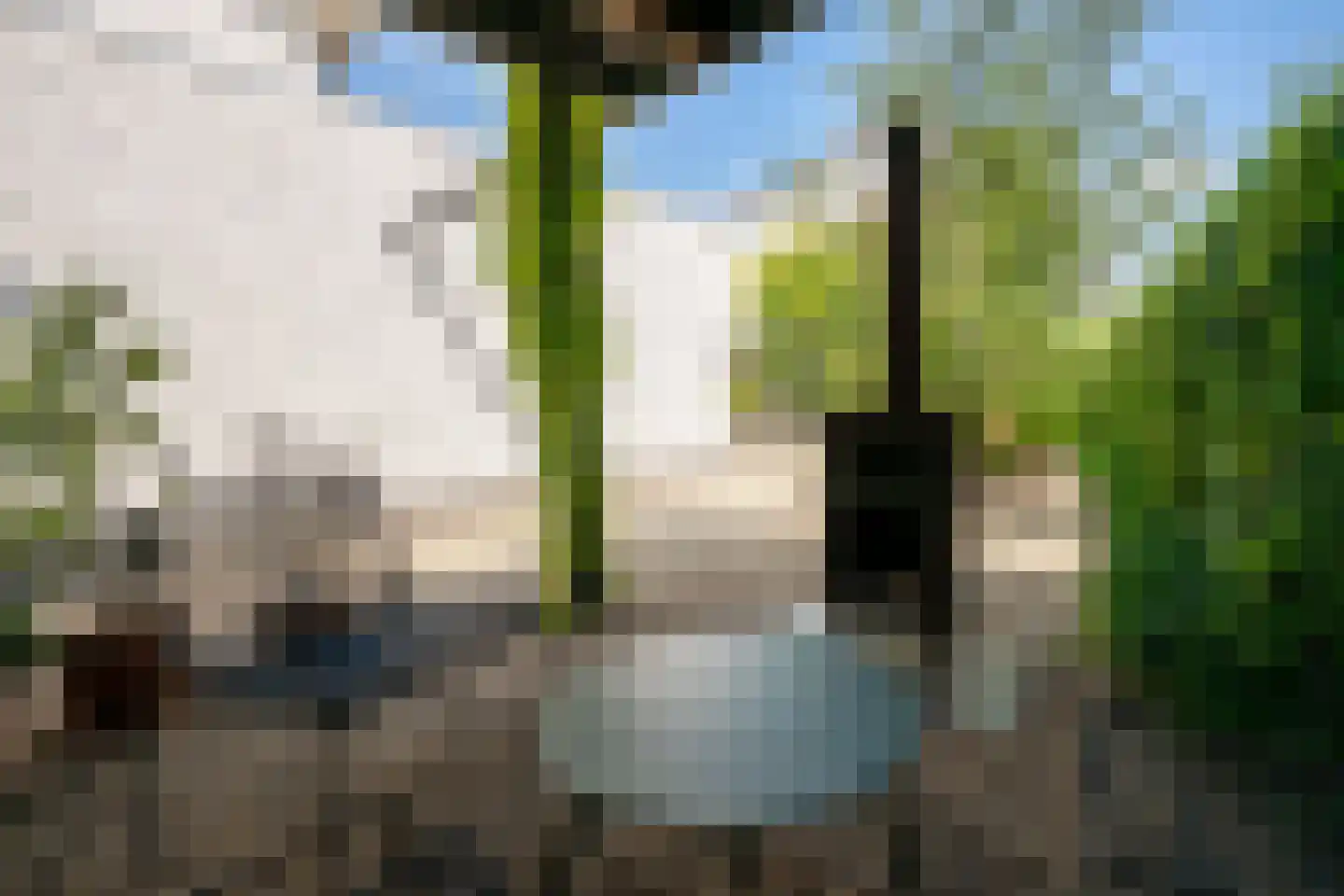 Penningkruid 5 Berghem thumbnail 31