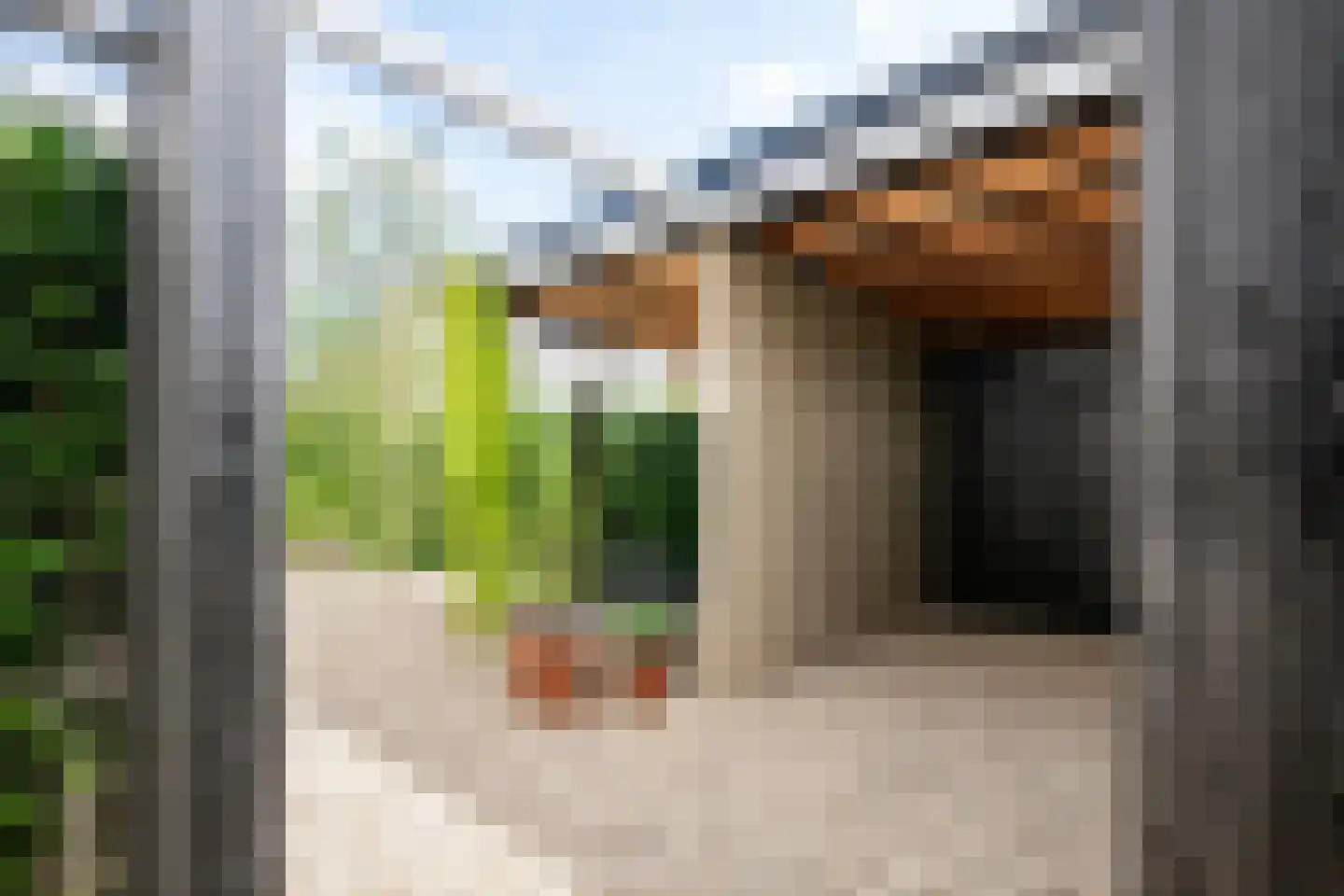 Penningkruid 5 Berghem thumbnail 32