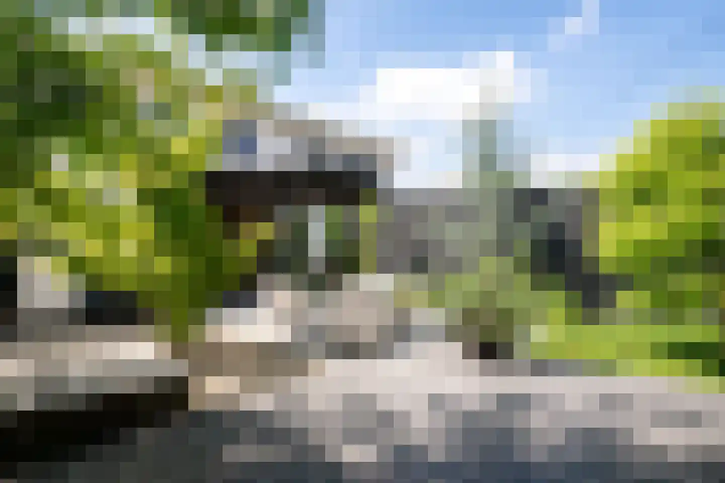 Penningkruid 5 Berghem thumbnail 4