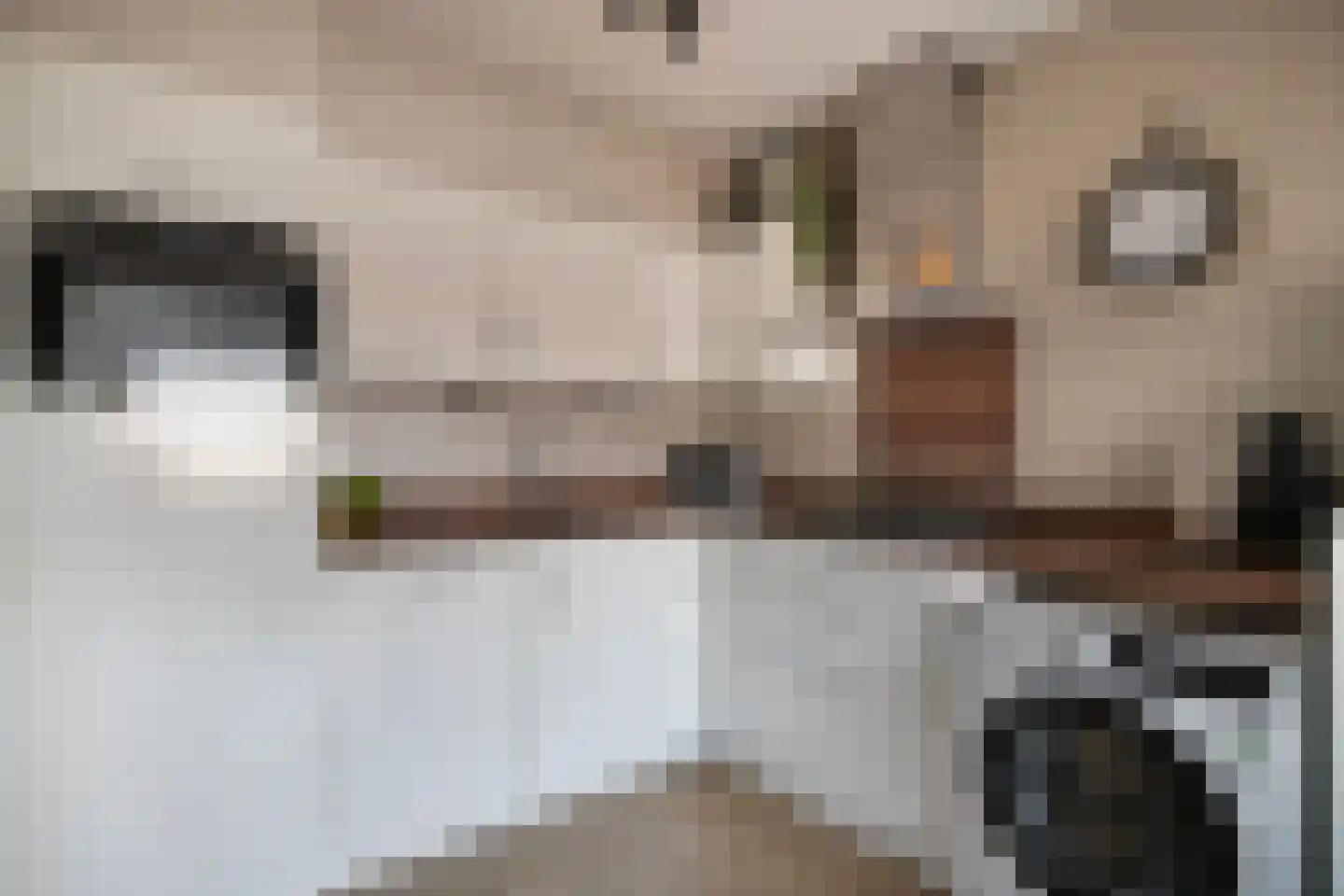 Penningkruid 6 Kampen thumbnail 18