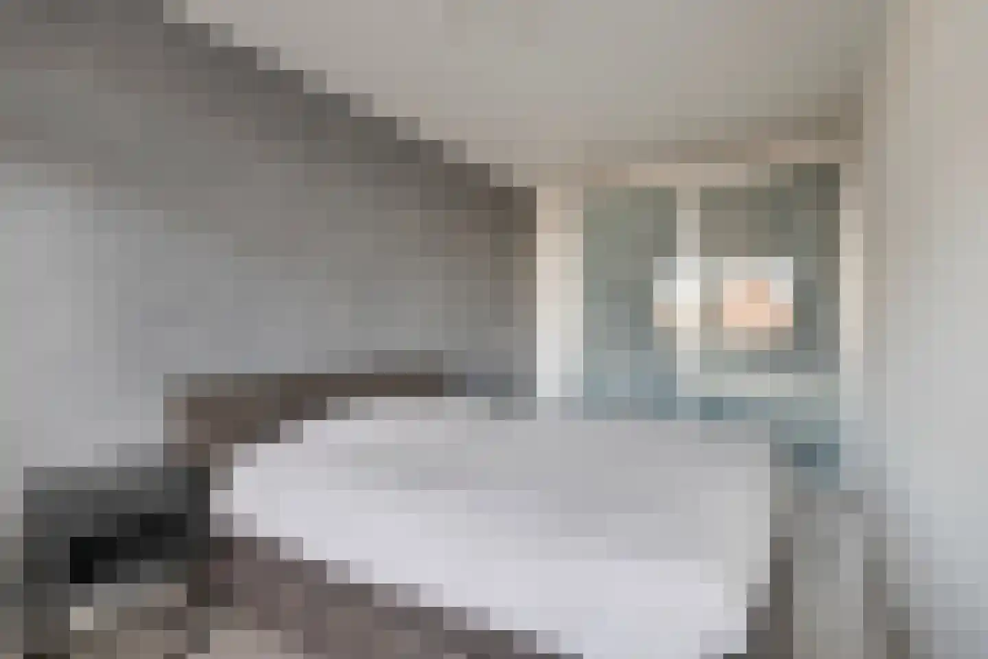 Penningkruid 6 Kampen thumbnail 20