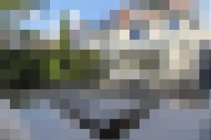 Penningkruid 6 Nootdorp thumbnail 30