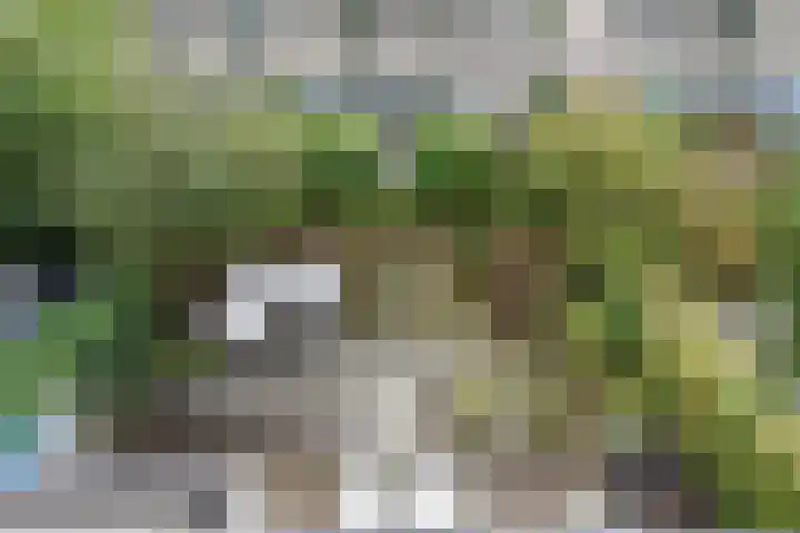 Penningkruid 6 Nootdorp thumbnail 58