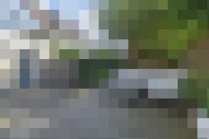 Penningkruid 6 Nootdorp thumbnail 60