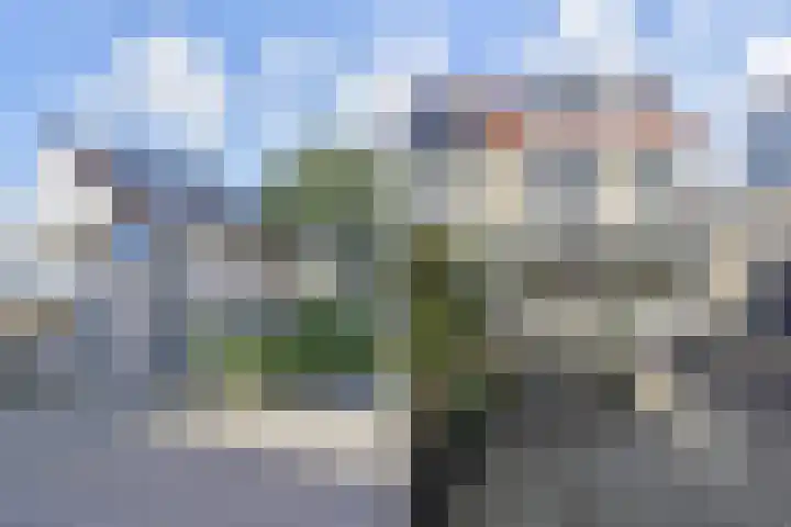 Penningkruid 6 Nootdorp thumbnail 8