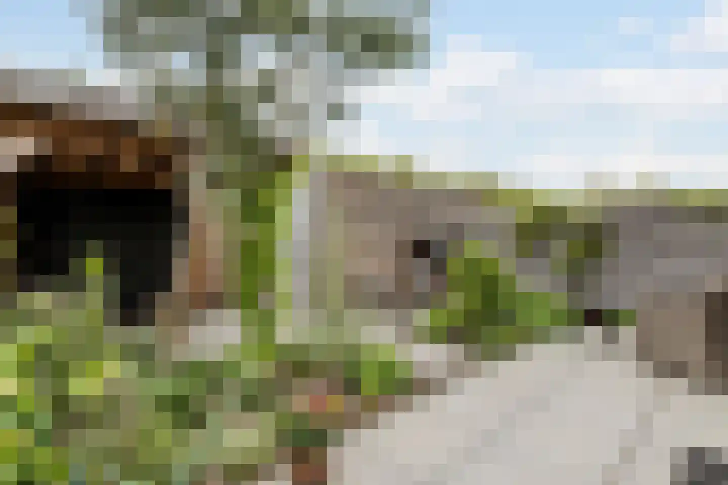 Penningkruid 67 Bodegraven thumbnail 49