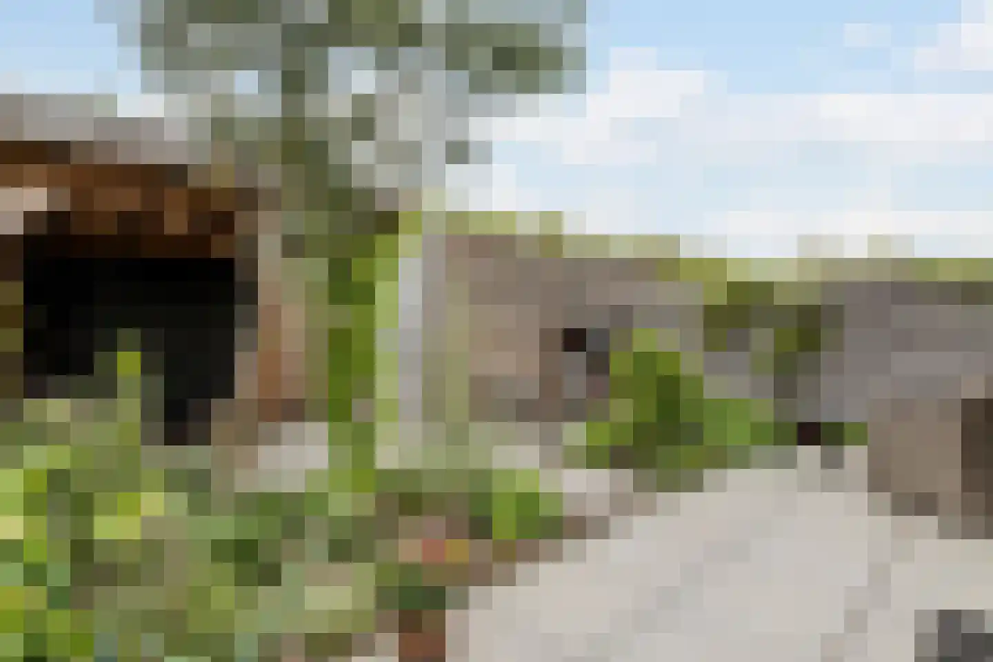 Penningkruid 67 Bodegraven thumbnail 49