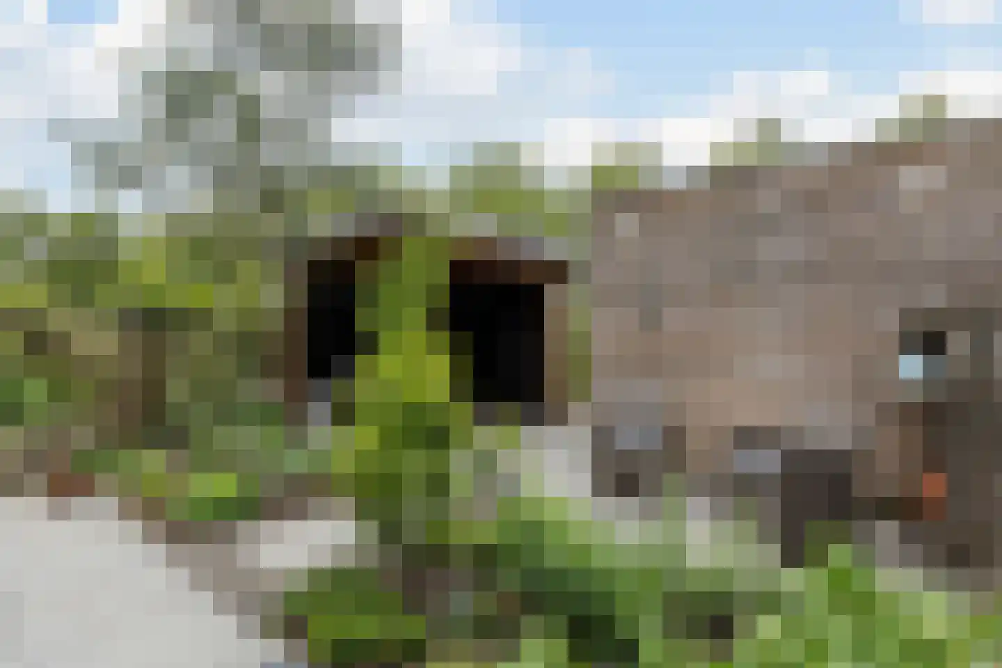 Penningkruid 67 Bodegraven thumbnail 5