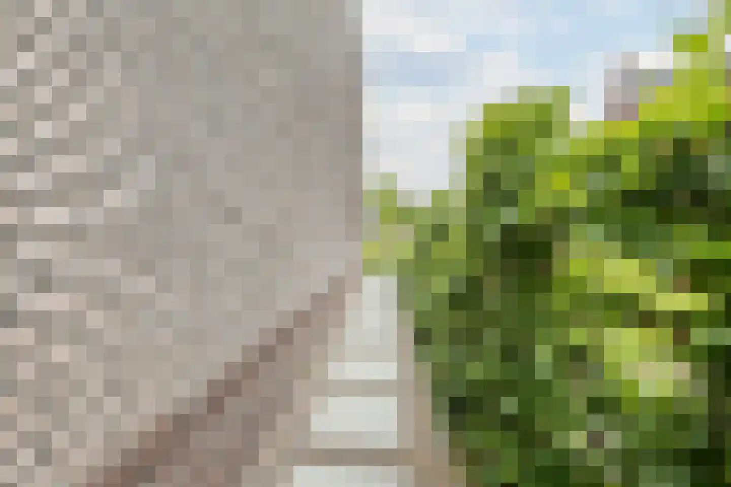 Penningkruid 67 Bodegraven thumbnail 50