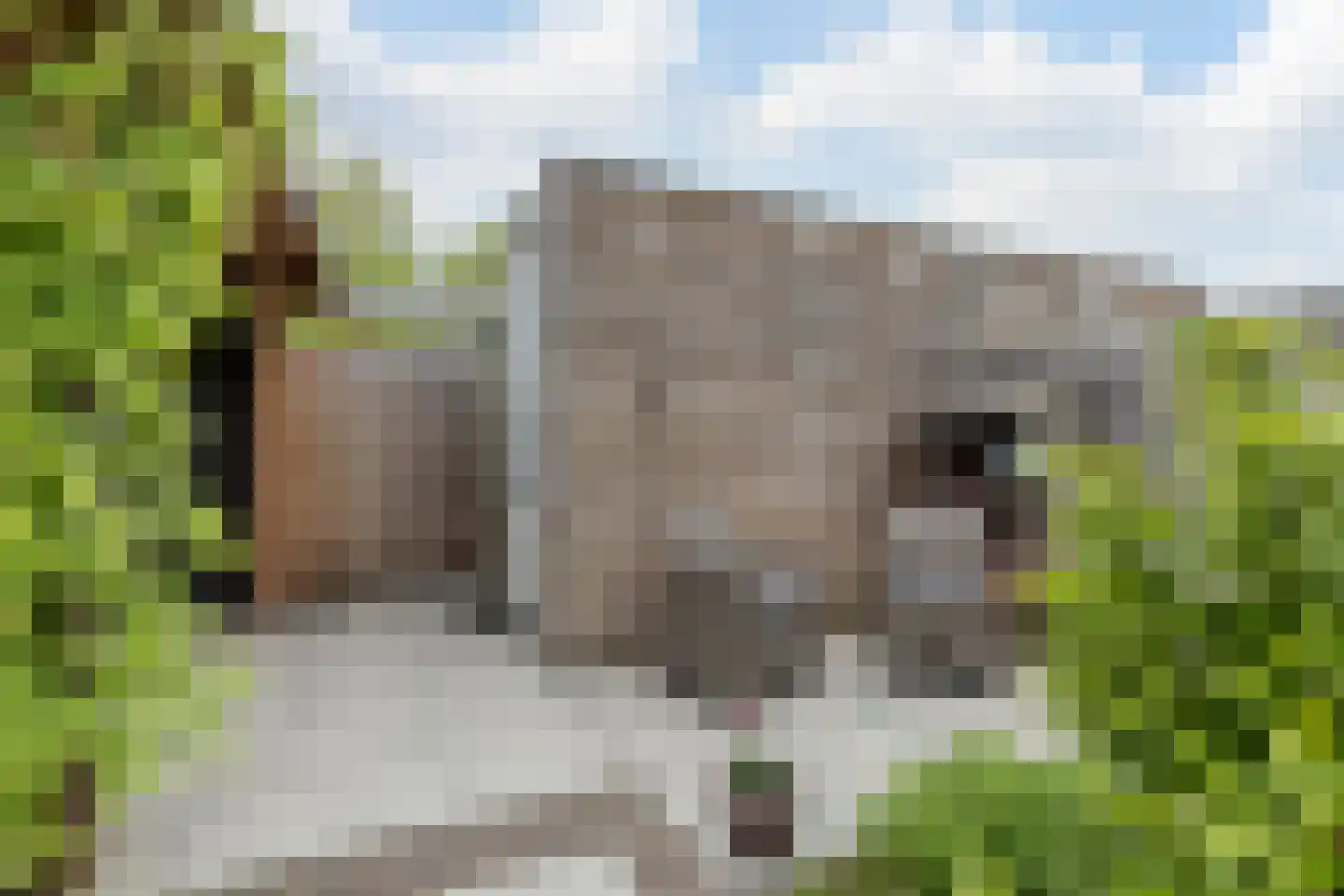 Penningkruid 67 Bodegraven thumbnail 51