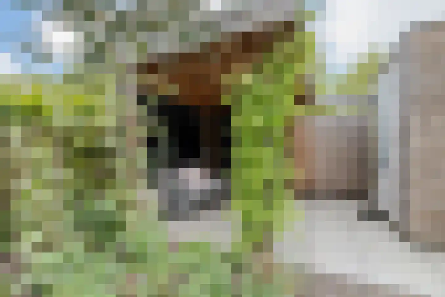Penningkruid 67 Bodegraven thumbnail 52