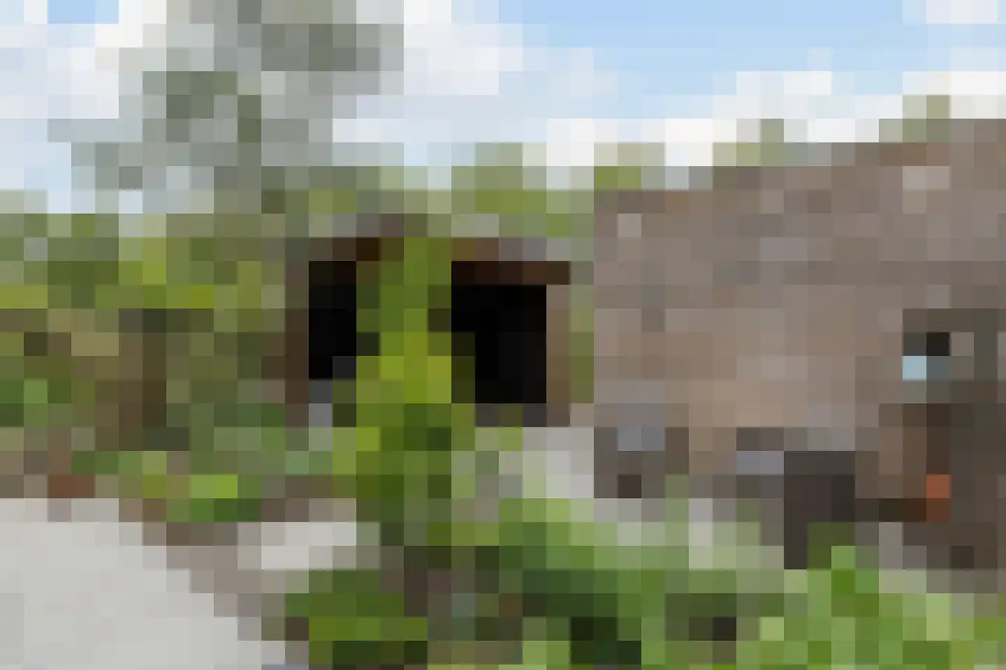 Penningkruid 67 Bodegraven thumbnail 55