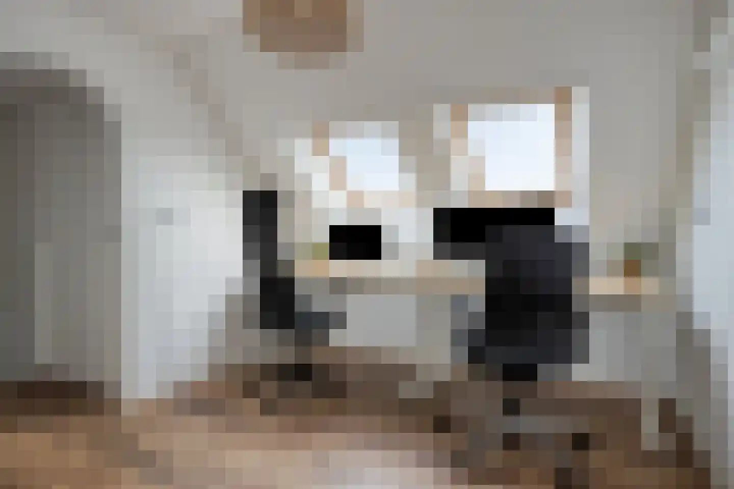 Penningkruid 7 Sneek thumbnail 28
