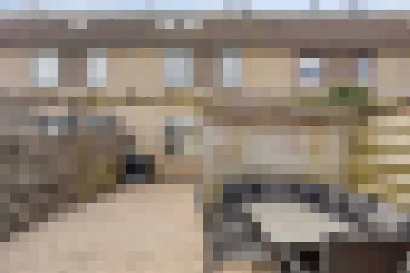 Penningkruid 7 Sneek thumbnail 33