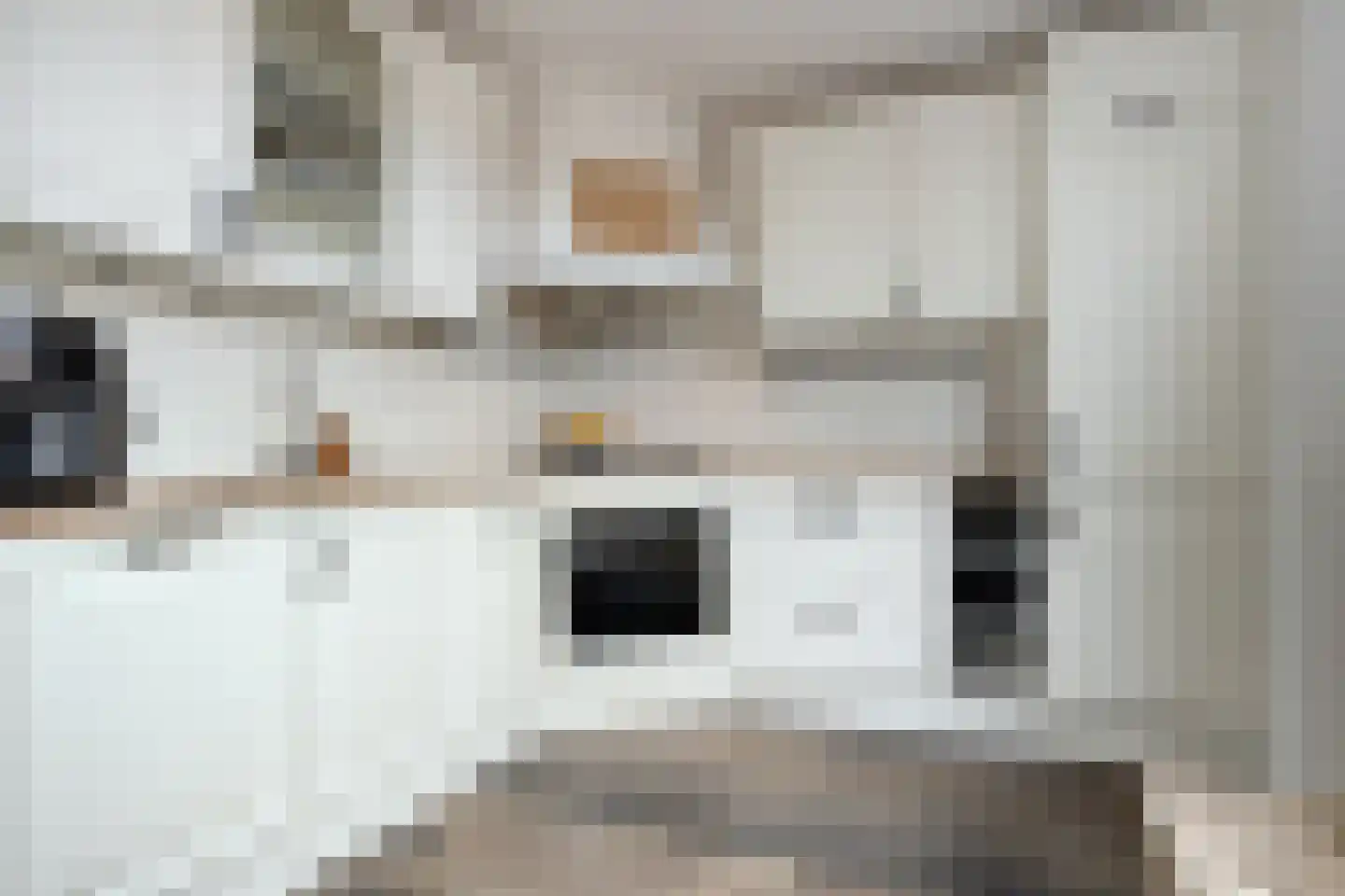 Penningkruid 7 Sneek thumbnail 4