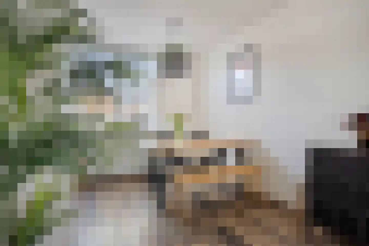 Penningkruid 7 Sneek thumbnail 8