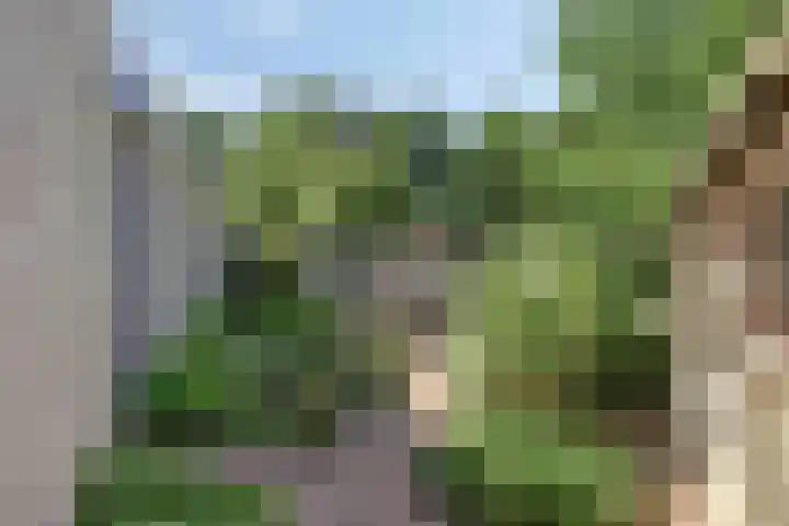 Penningkruid 73 Cuijk thumbnail 30