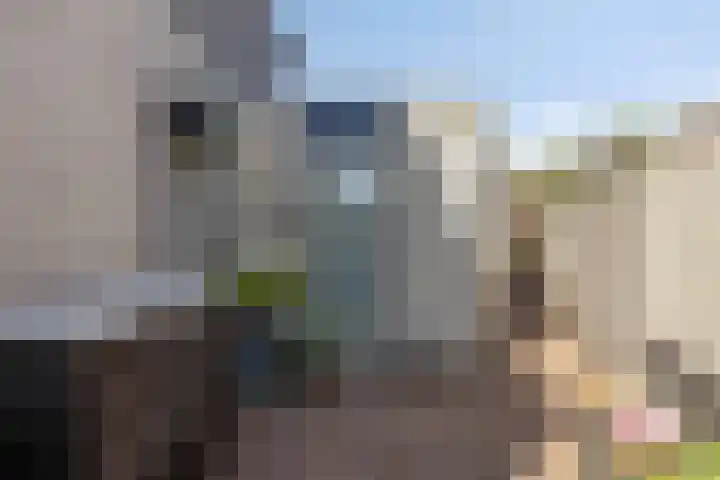 Penningkruid 73 Cuijk thumbnail 32