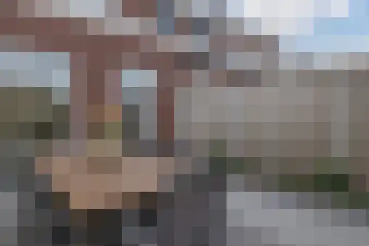 Penningkruid 86 Bodegraven thumbnail 64