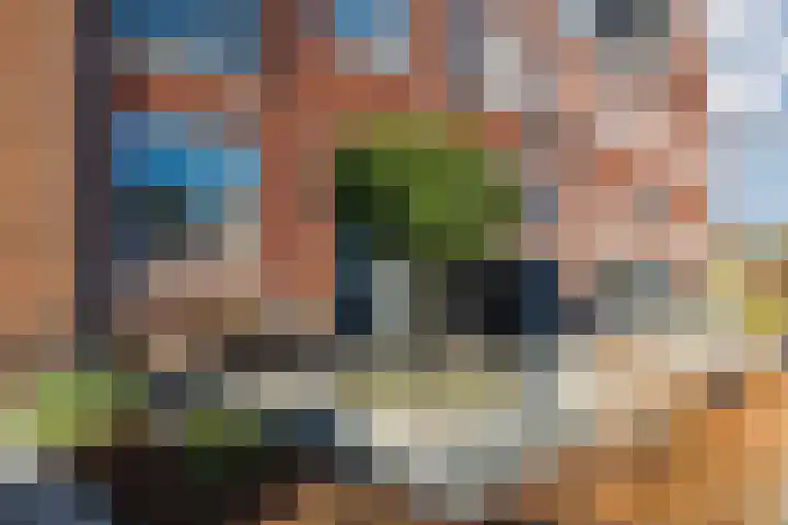 Penningkruid 86 Bodegraven thumbnail 8