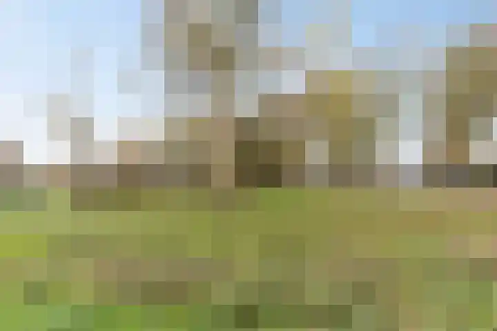 Penningkruid 9 Venray thumbnail 37