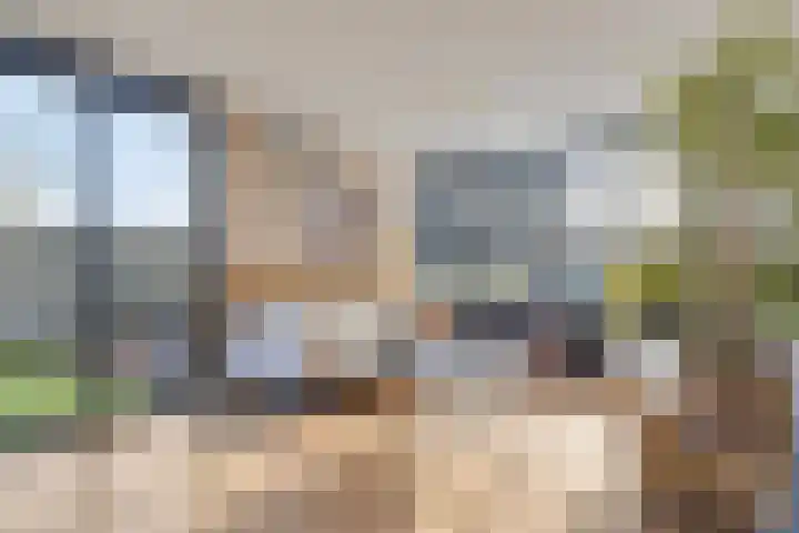 Penningkruid 9 Venray thumbnail 6