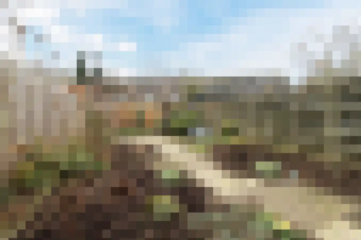 Penningkruid 91 Cuijk thumbnail 23