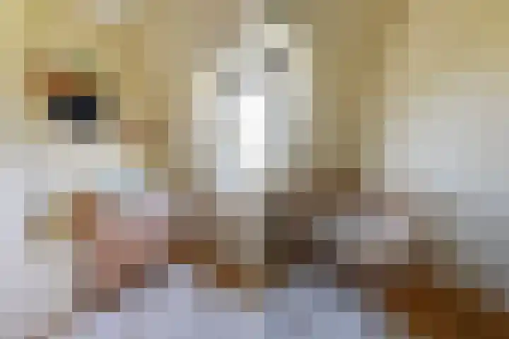 Penninglaan 50 Rijswijk thumbnail 38