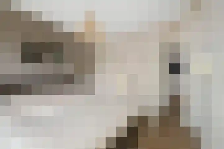 Penninksweg 9 A Twello thumbnail 24