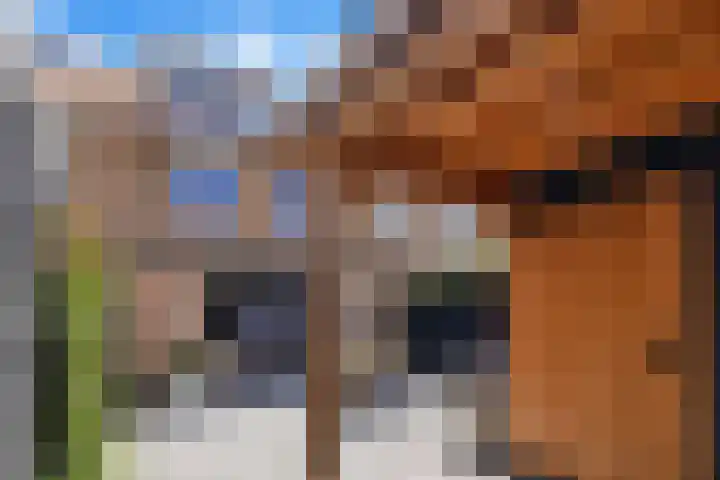 Pensionaris 22 Brielle thumbnail 41