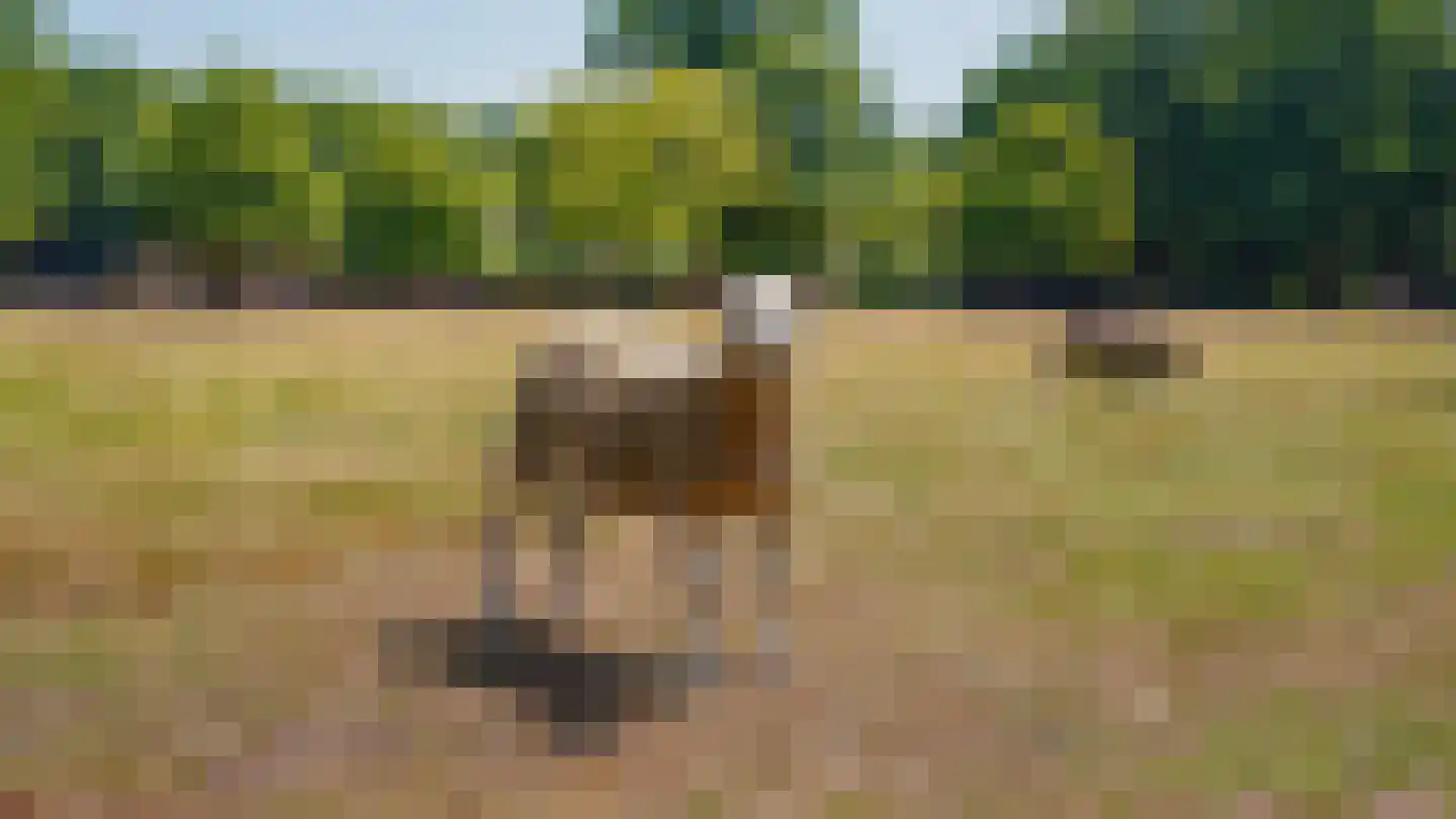 Pepereind 20 Cromvoirt thumbnail 22