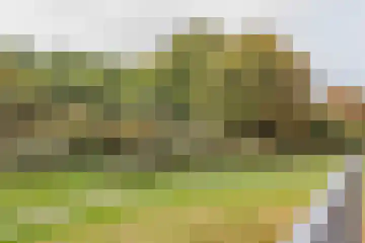 Peperkers 5 IJmuiden thumbnail 18