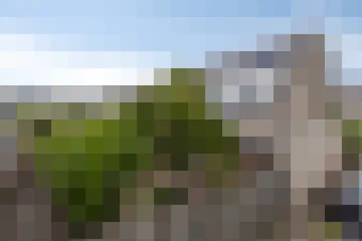 Pepermolenerf 23 Gouda thumbnail 21
