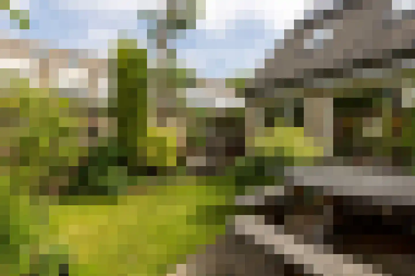 Pepermolenerf 35 Gouda thumbnail 46