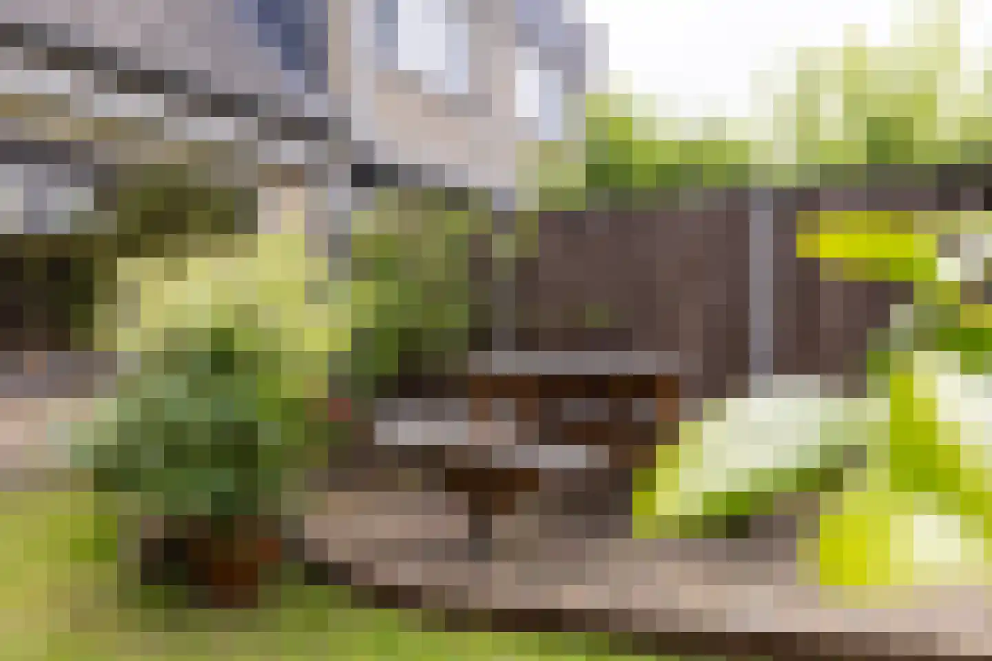 Pepermolenerf 35 Gouda thumbnail 49