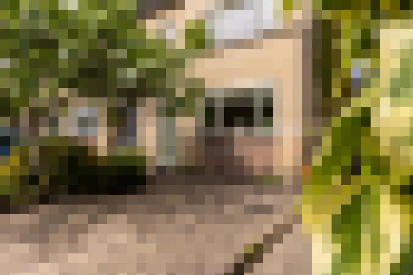 Pepermolenerf 35 Gouda thumbnail 6
