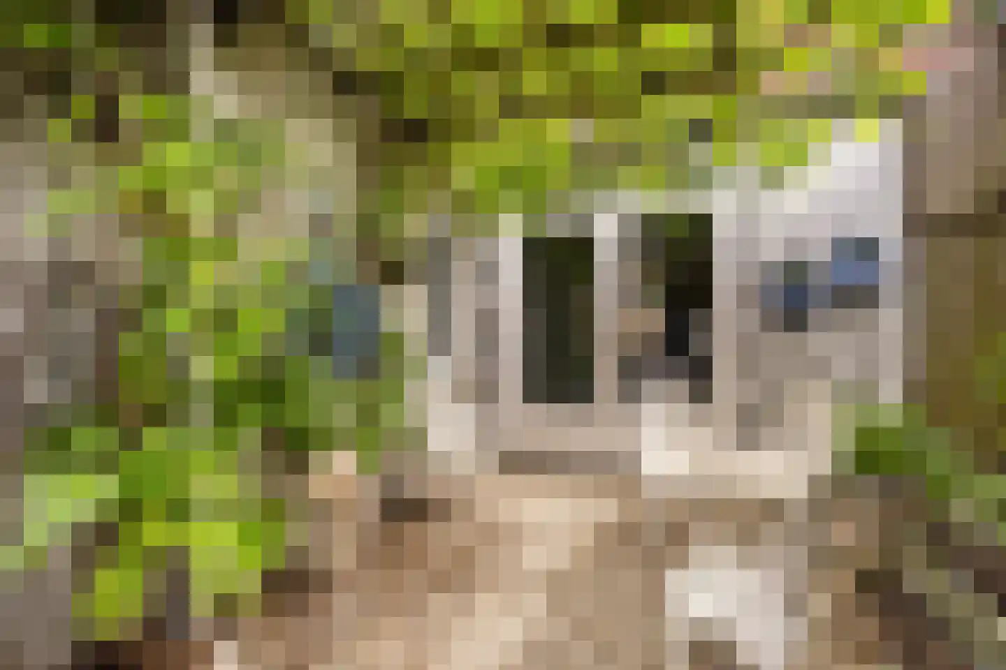 Pepermuntweg 49 Zwolle thumbnail 22
