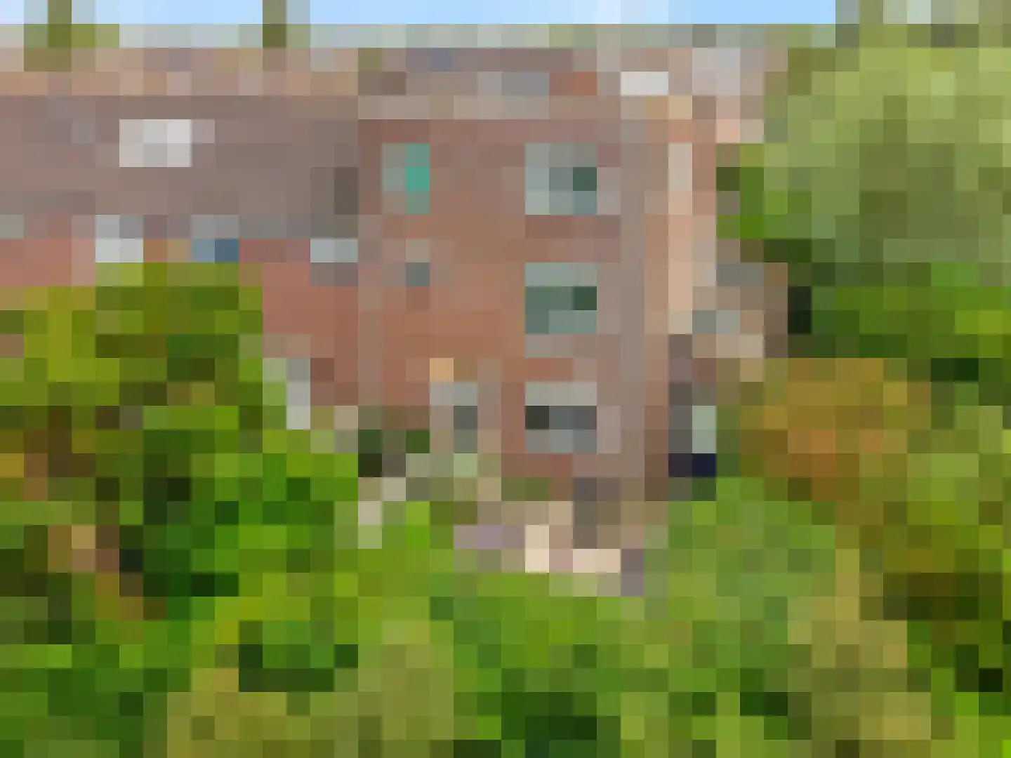 Peperzoom 37 Voorhout