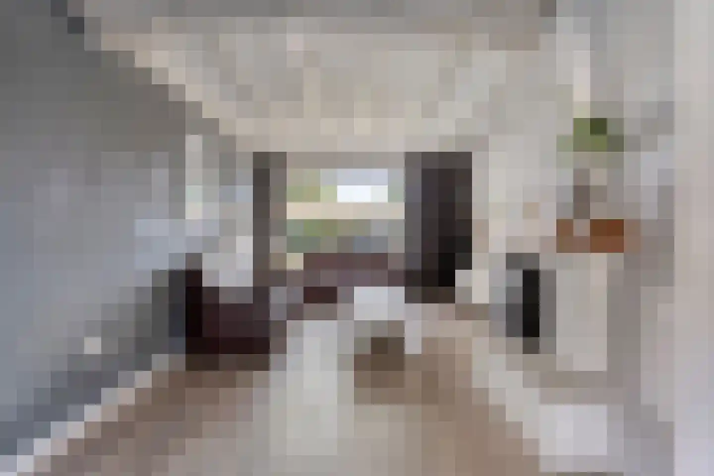 Pepijn van Herstalstraat 46 Budel thumbnail 6