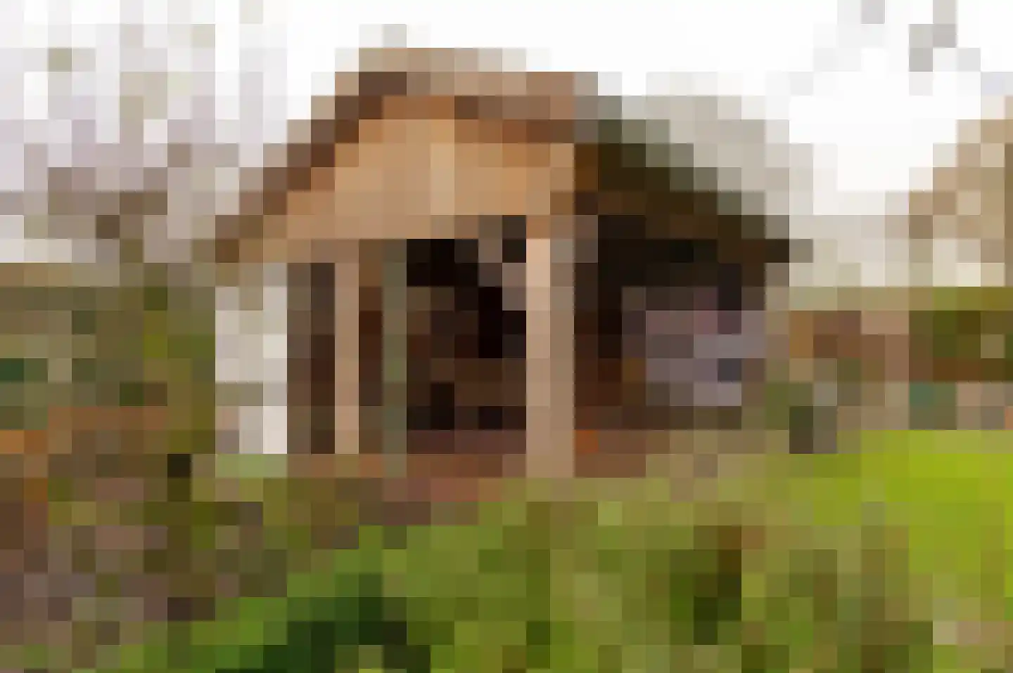 Peppelbos 60 Geldermalsen thumbnail 37