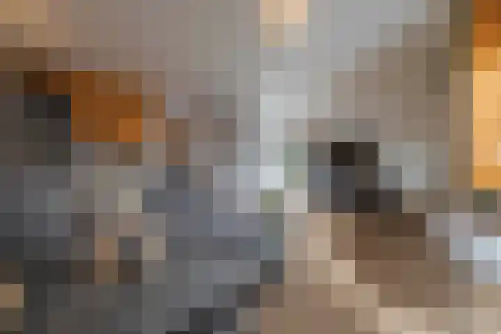 Peppelenwei 47 Arnhem thumbnail 19