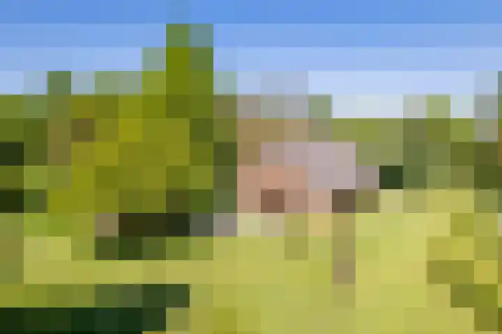 Peppelmansdijk 17 Gaanderen thumbnail 5