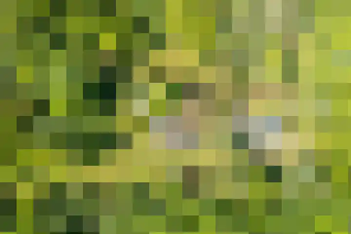 Peppelmansdijk 17 Gaanderen thumbnail 6