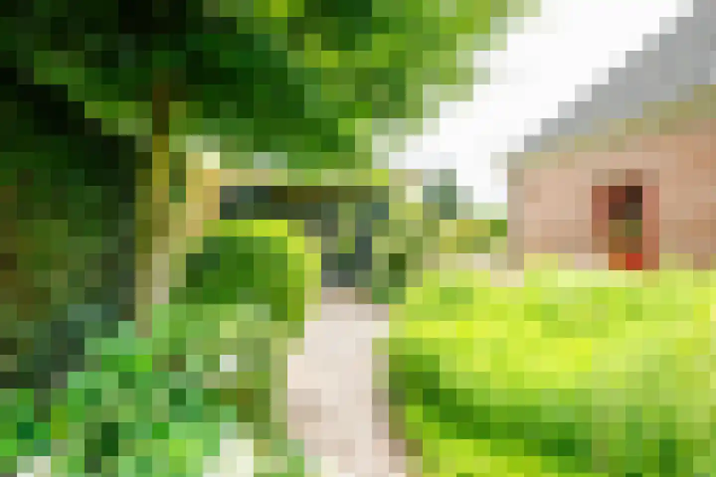 Peppelpas 20 Wehl thumbnail 30