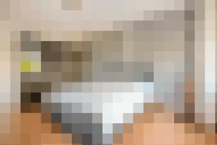 Peregrijn 17 Geldrop thumbnail 25