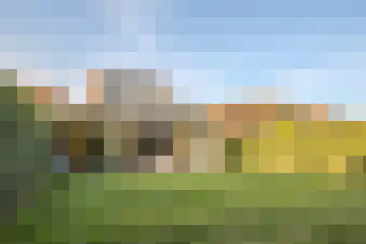 Peregrijn 17 Geldrop thumbnail 52