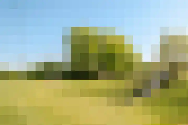 Peregrijn 17 Geldrop thumbnail 58
