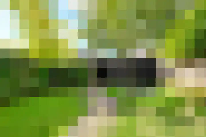 Perendreef 2 Arkel thumbnail 33